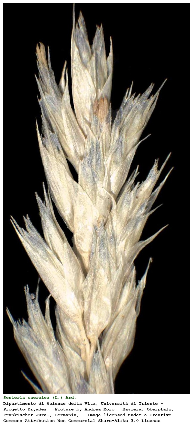 Sesleria caerulea (L.) Ard.